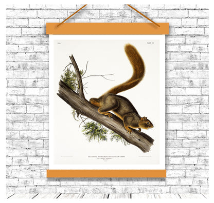 Red-tailed Squirrel by John J. Audubon