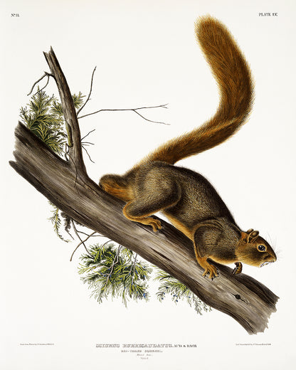 A printed art piece featuring a red-tailed squirrel on a branch, with a white border around the image.