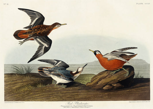 Red Phalarope from Birds of America (1827) by John James Audubon