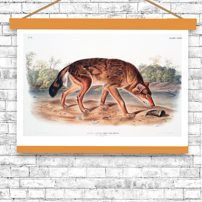 Red Texan Wolf by John J. Audubon