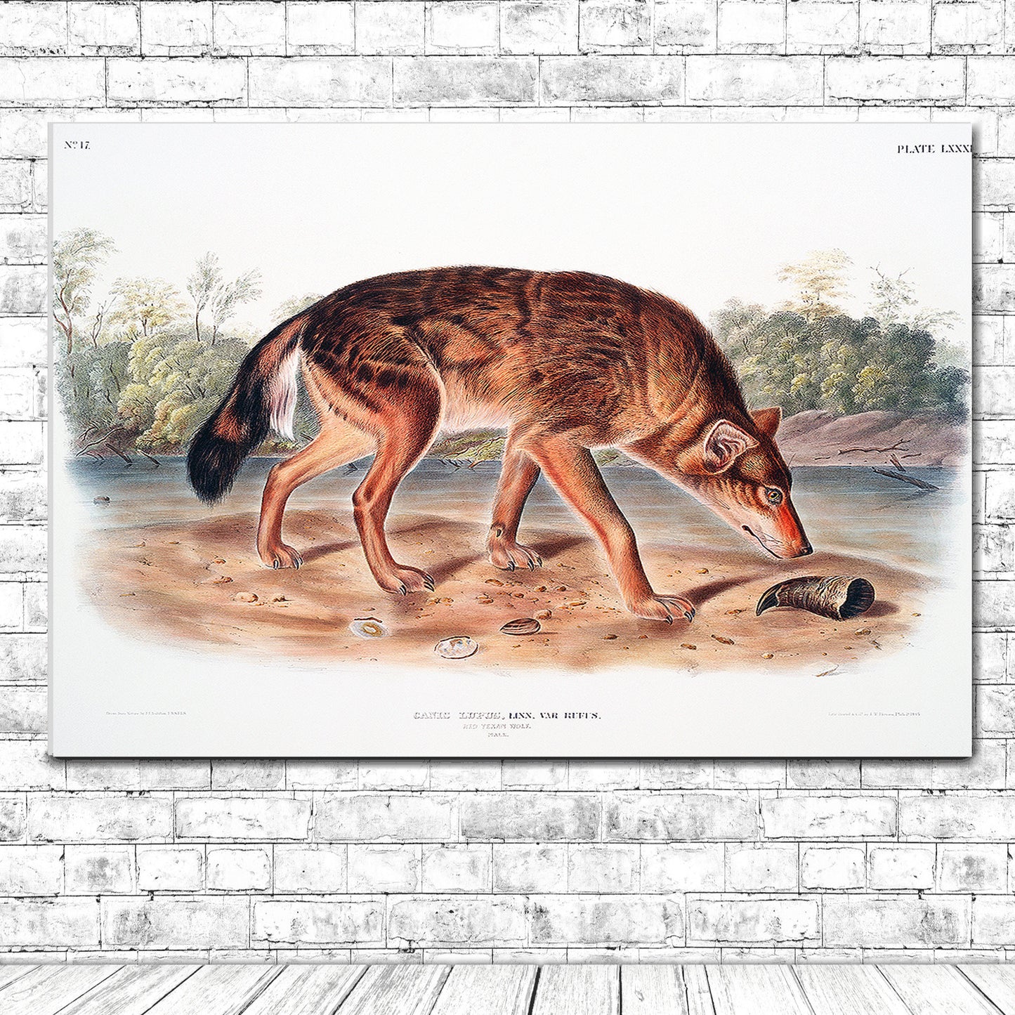 Red Texan Wolf by John J. Audubon