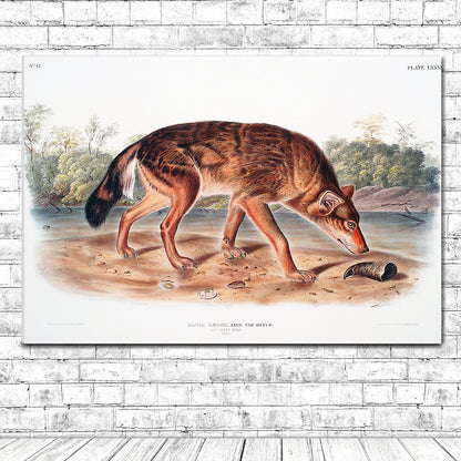 Red Texan Wolf by John J. Audubon
