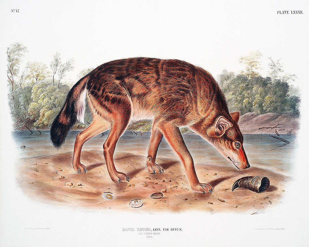 A framed print of a red texan wolf, with a colorful background, presented in a landscape orientation.