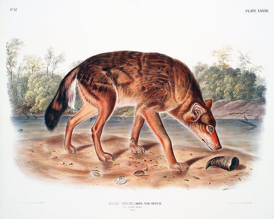 A framed print of a red texan wolf, with a colorful background, presented in a landscape orientation.
