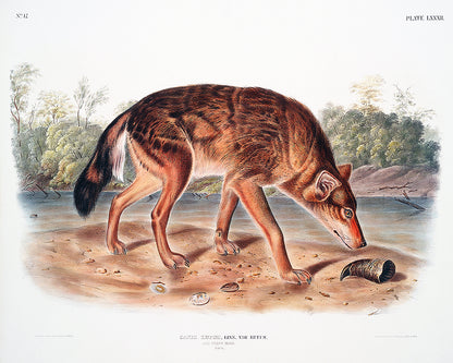Red Texan Wolf by John J. Audubon