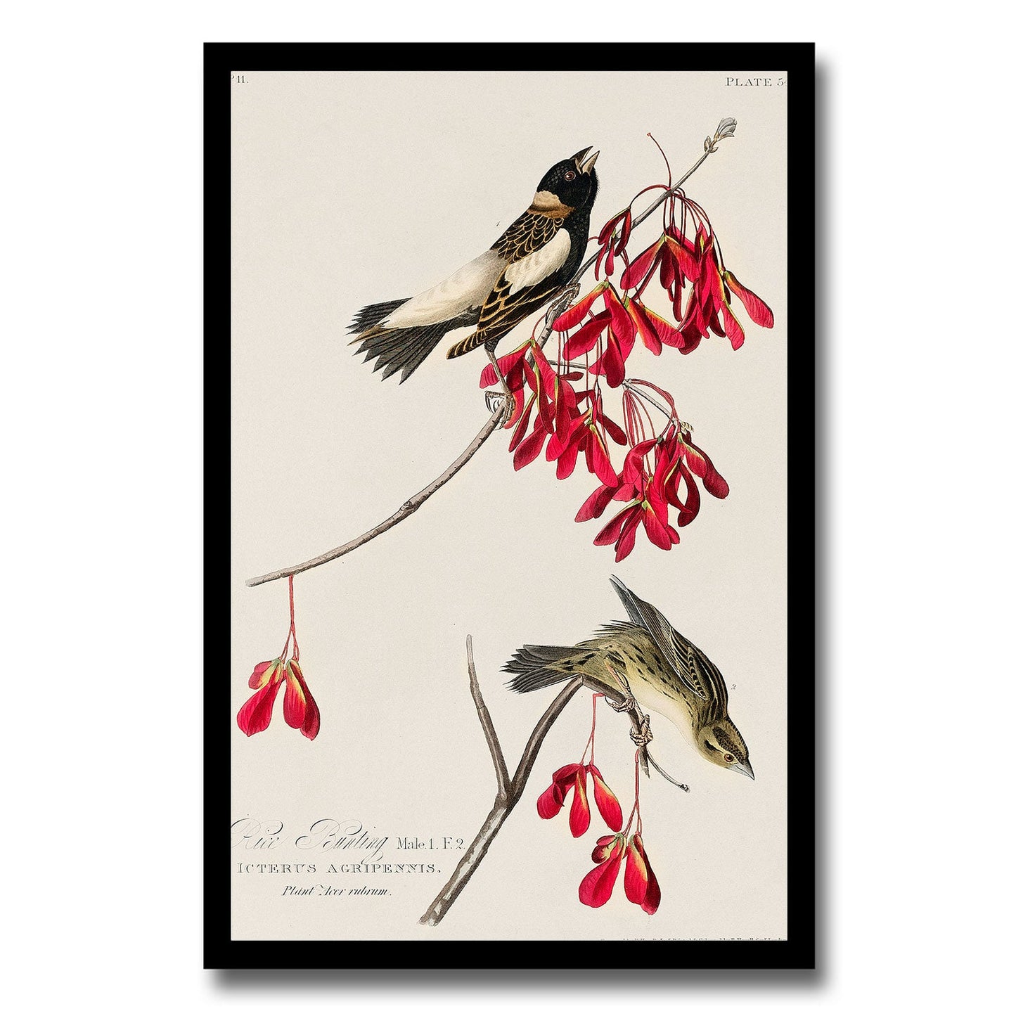 Red-Cockaded Woodpecker by John J. Audubon