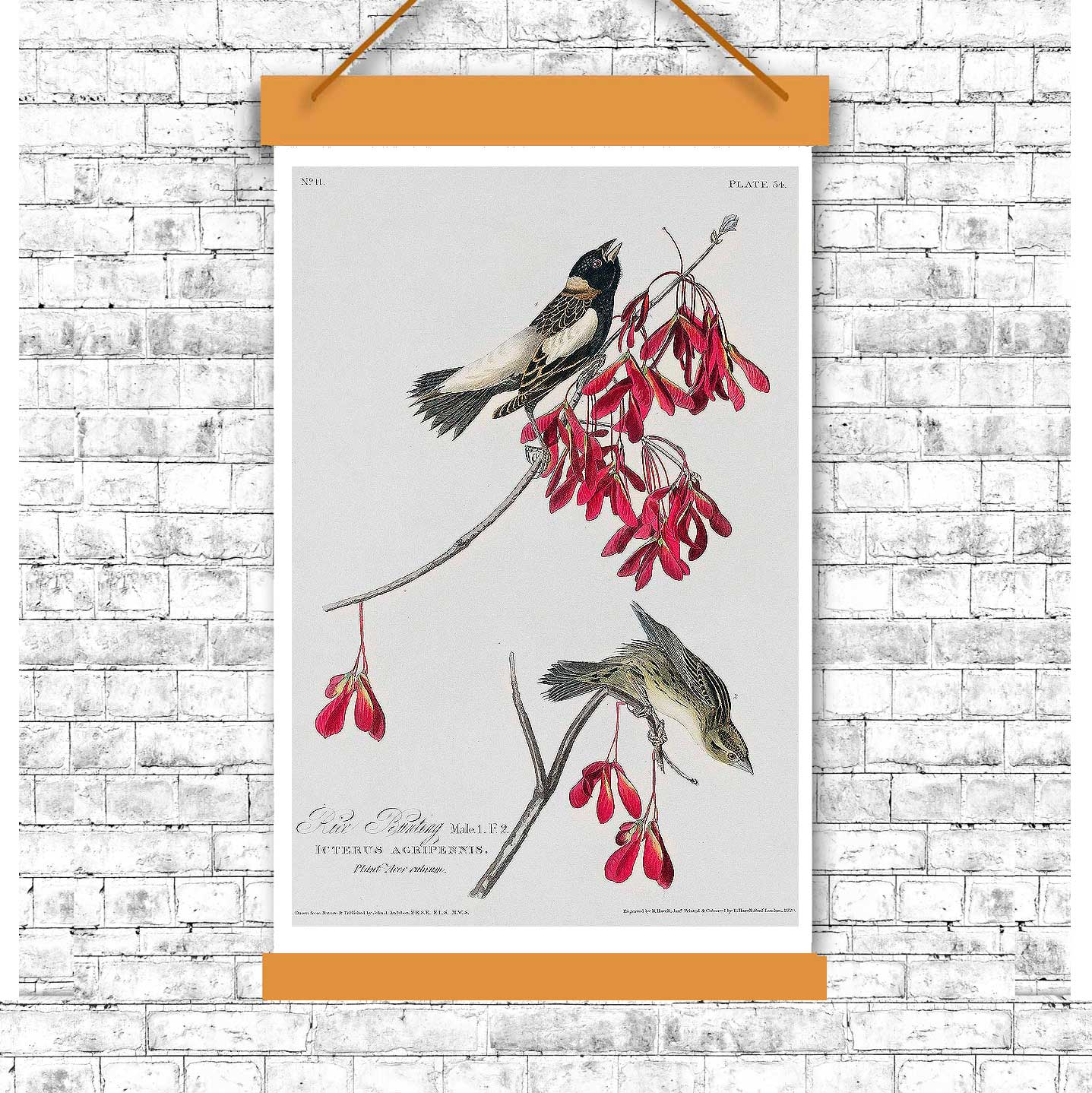 Rice Bird by John J. Audubon