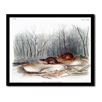 Richardson's Meadow Mouse by John J. Audubon