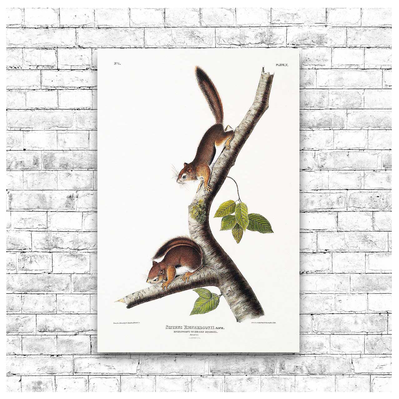 A framed print depicting two squirrels on a branch, with a white background and a black frame.