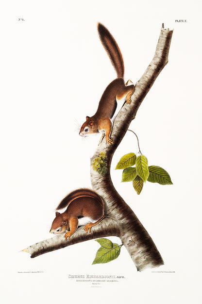 A framed print depicting two squirrels on a branch, with a white background and a black frame.