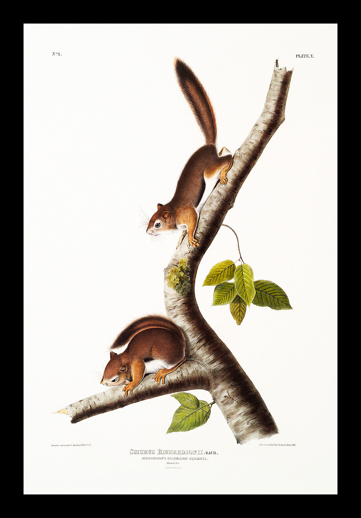 Richardson's Columbian Squirrel by John J. Audubon