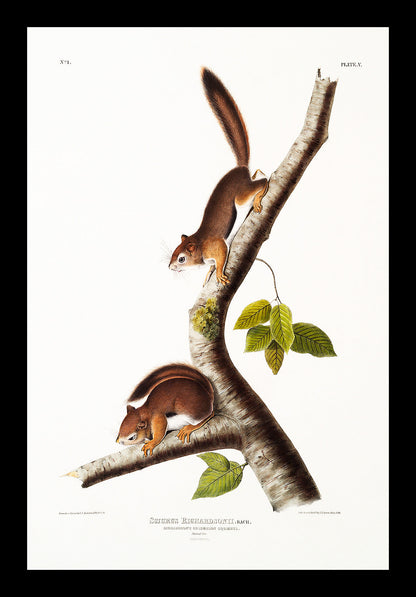 Richardson's Columbian Squirrel by John J. Audubon