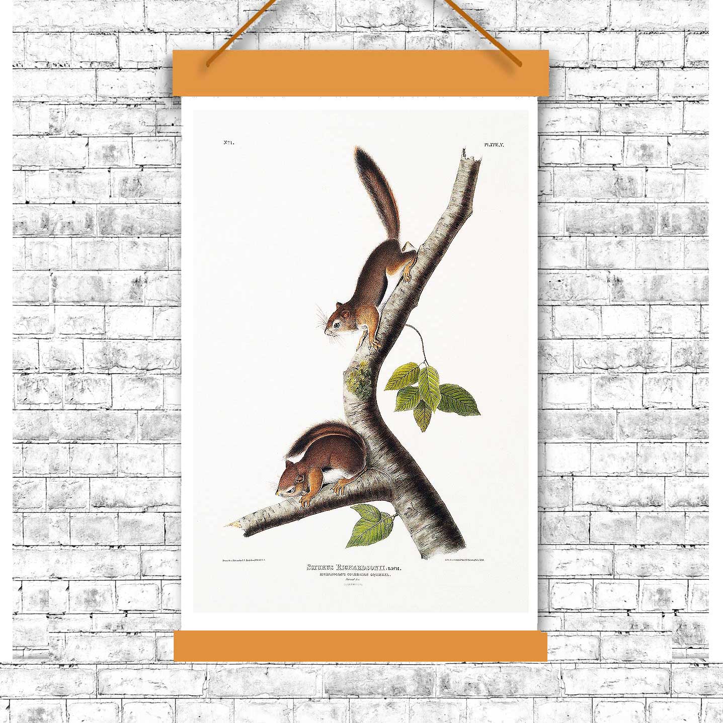 Richardson's Columbian Squirrel by John J. Audubon