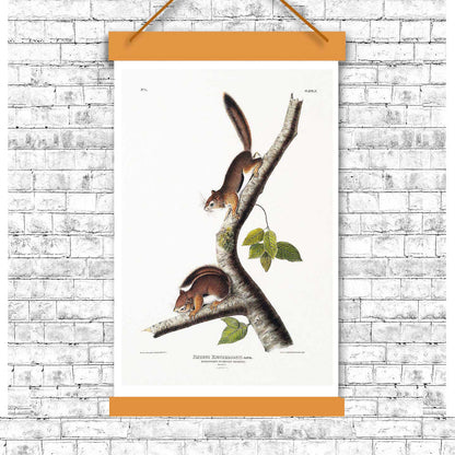 Richardson's Columbian Squirrel by John J. Audubon