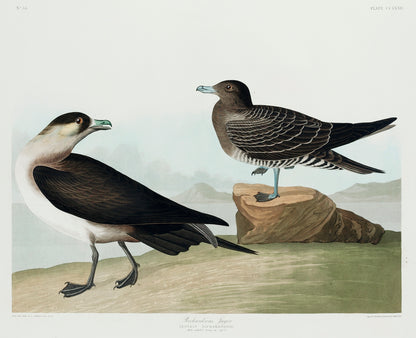 A printed artwork depicting two birds on a naturalistic background, printed in vibrant colors on acid-free paper or canvas.