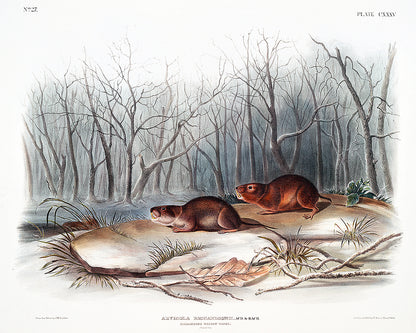 A printed art piece featuring two meadow mice in a snowy landscape with leafless trees in the background, framed in a black frame.