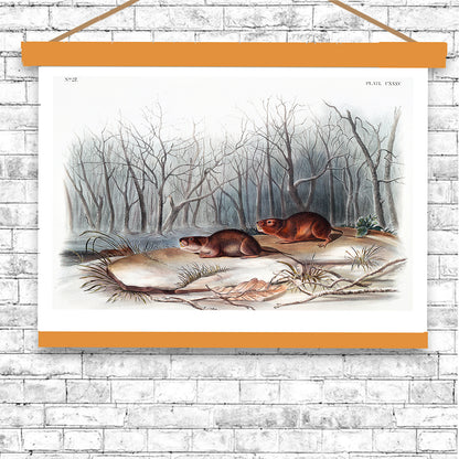 Richardson's Meadow Mouse by John J. Audubon