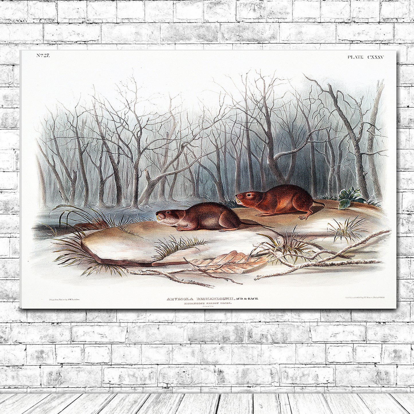 Richardson's Meadow Mouse by John J. Audubon