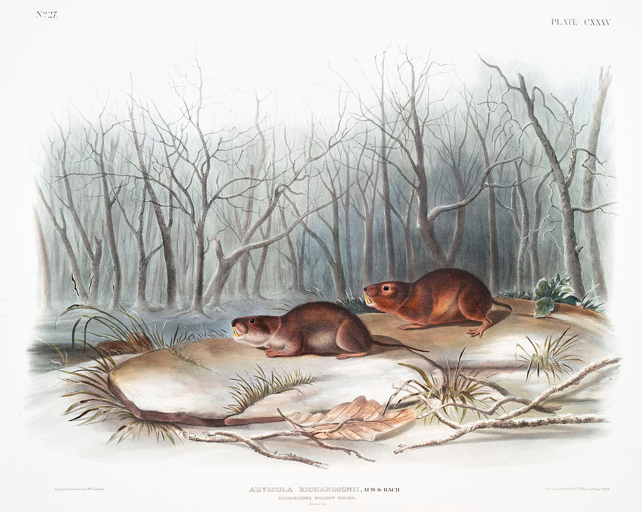 Richardson's Meadow Mouse (Arvicola richardsonii) by John James Audubon