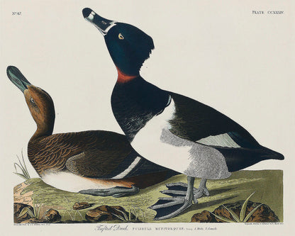 A color illustration of two ring-necked ducks from the 'Birds of America' series by John James Audubon.