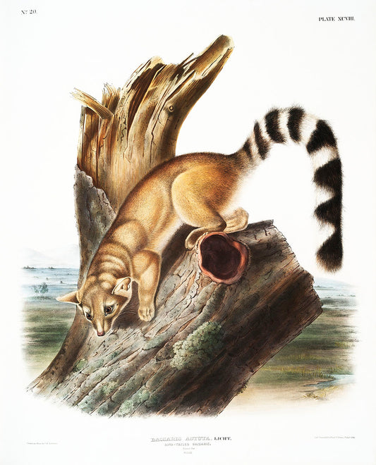 Ring-tailed Bassaris (Bassaris astuta) by John James Audubon