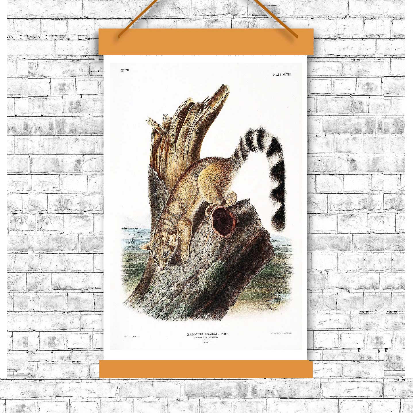 Ring-tailed Bassaris by John J. Audubon