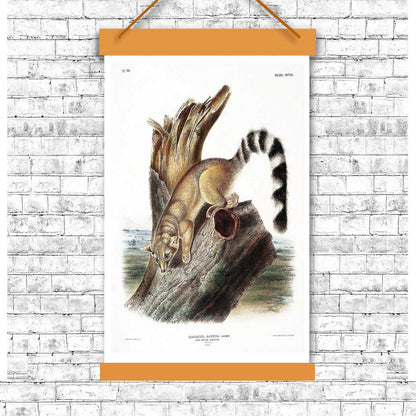 Ring-tailed Bassaris by John J. Audubon