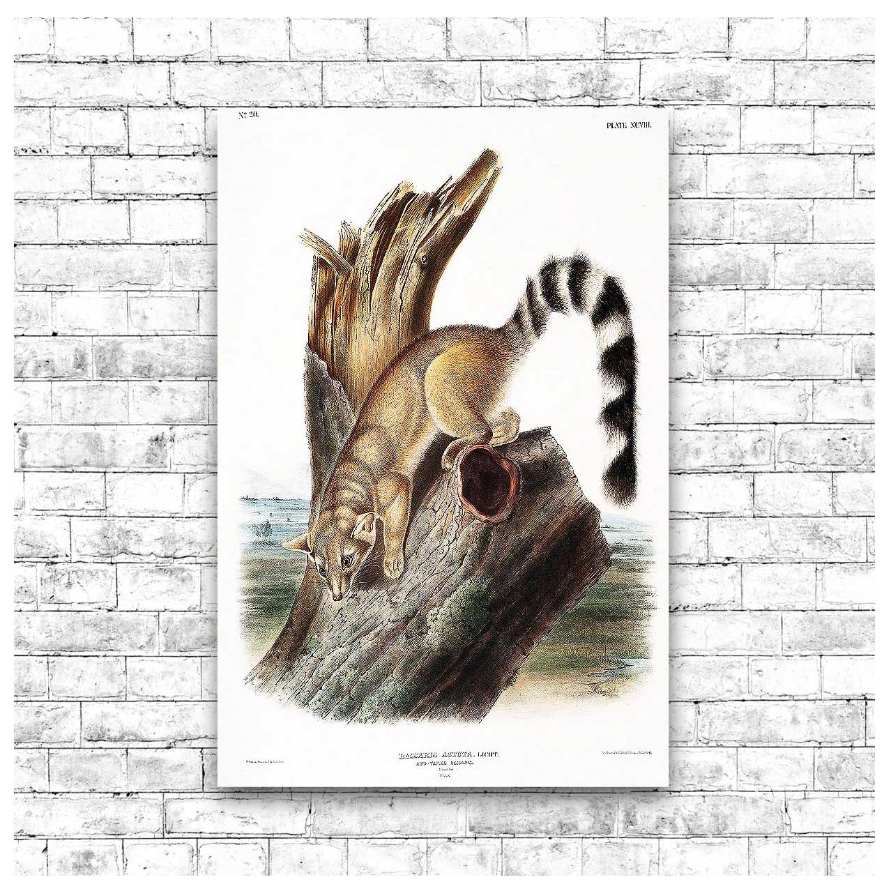 A framed print of a ring-tailed bassaris, featuring an illustration by John J. Audubon, with a black border and wooden frame.
