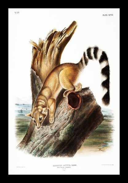 Ring-tailed Bassaris by John J. Audubon