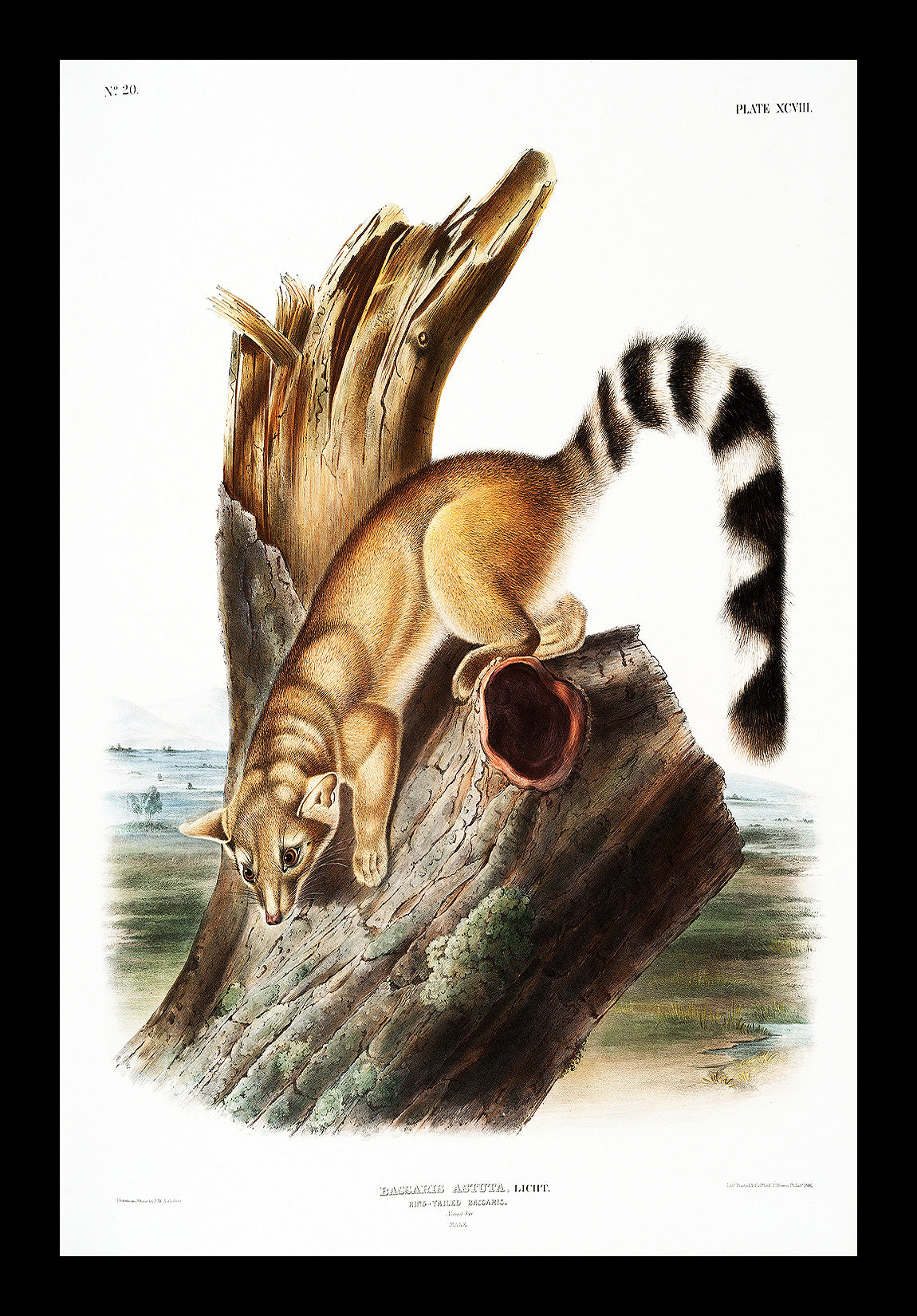Severn River Flying Squirrel by John J. Audubon