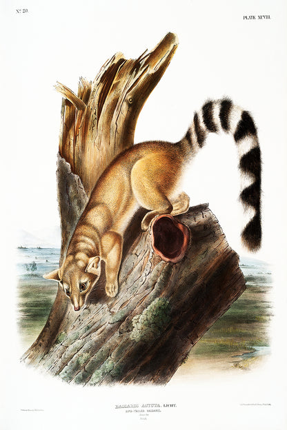 A framed print of a ring-tailed bassaris, featuring an illustration by John J. Audubon, with a black border and wooden frame.