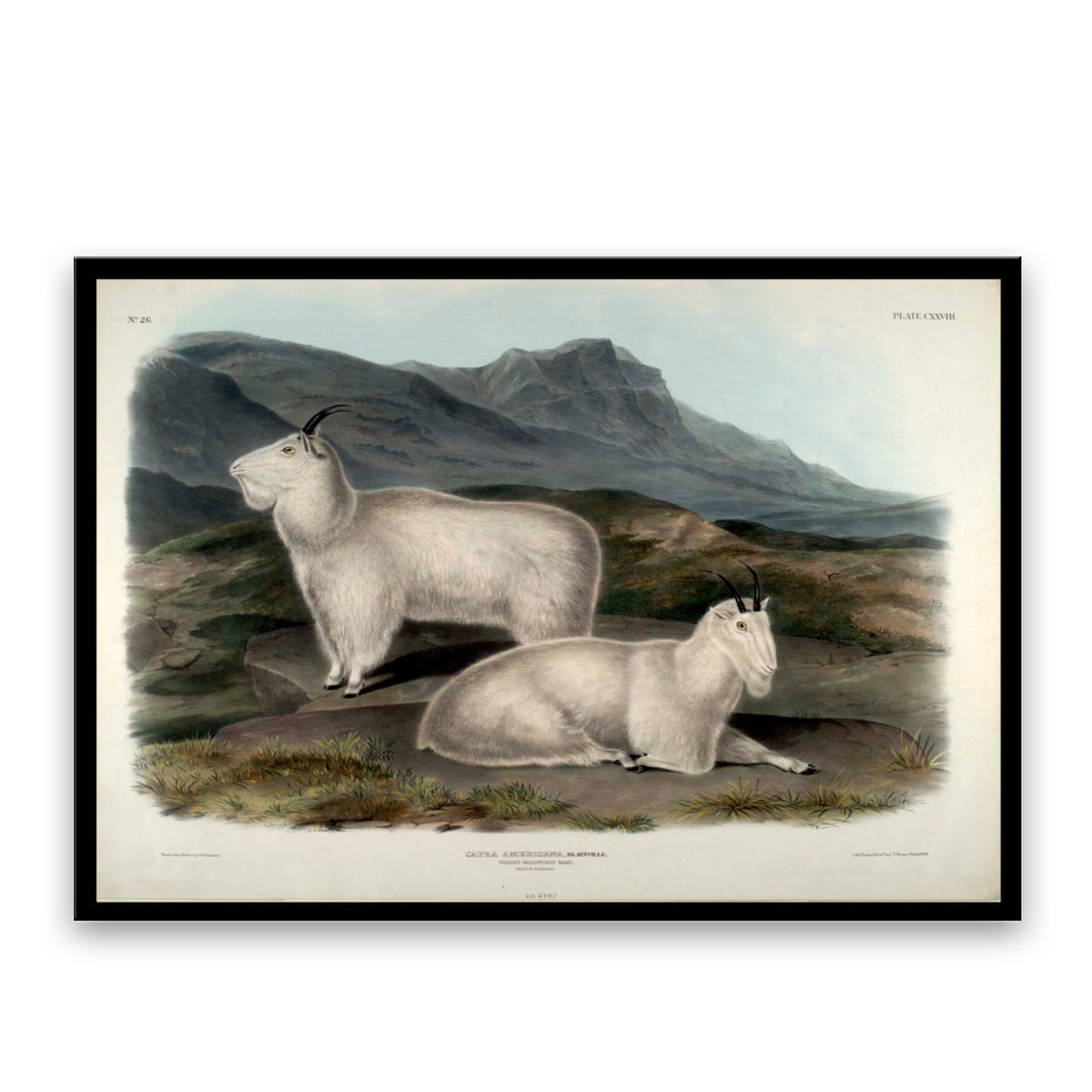 Rocky Mountain Goat by John J. Audubon  | Choose Style | Size & Trim Color