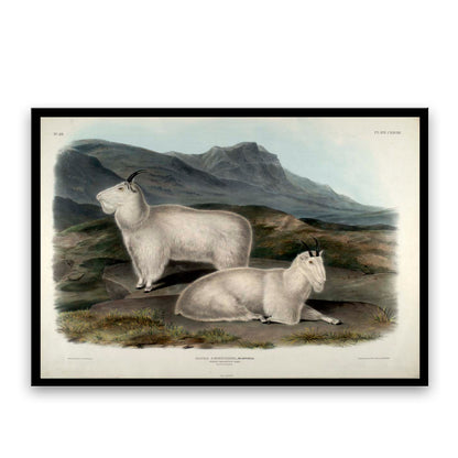 Rocky Mountain Goat by John J. Audubon  | Choose Style | Size & Trim Color