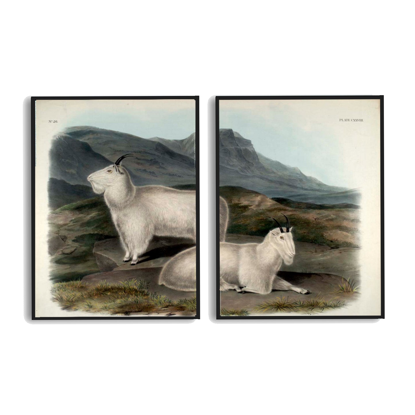 Rocky Mountain Goat by John J. Audubon  | Choose Style | Size & Trim Color