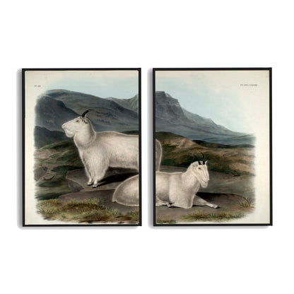 Rocky Mountain Goat by John J. Audubon  | Choose Style | Size & Trim Color
