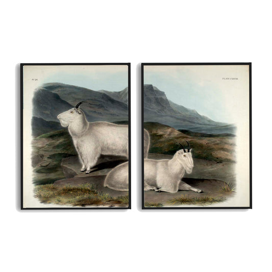 Rocky Mountain Goat by John J. Audubon  | Choose Style | Size & Trim Color