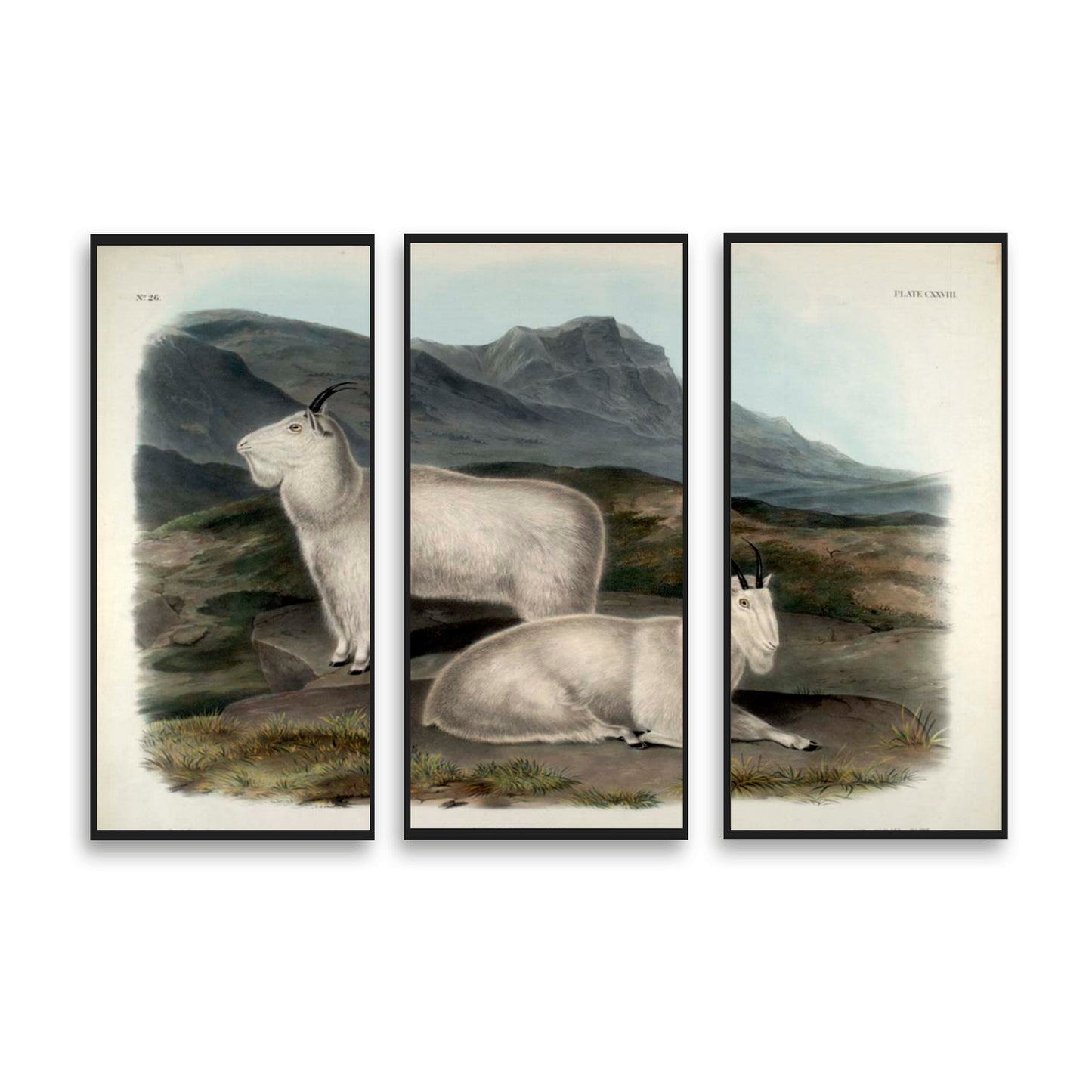 Rocky Mountain Goat by John J. Audubon  | Choose Style | Size & Trim Color