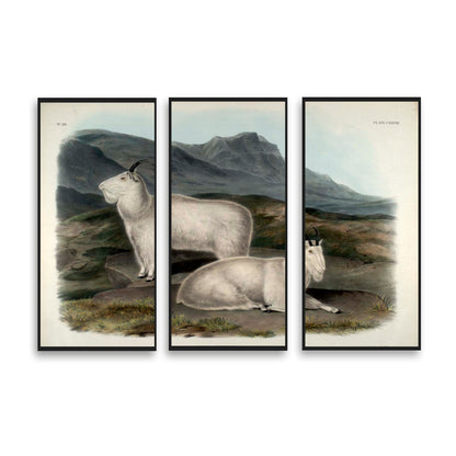 Rocky Mountain Goat by John J. Audubon  | Choose Style | Size & Trim Color