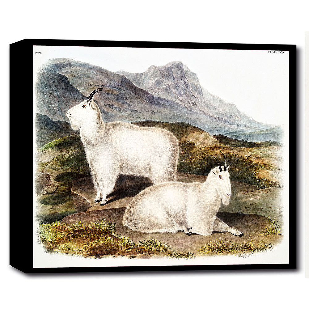 A printed art piece featuring two mountain goats in a natural landscape setting, with a black frame around it.