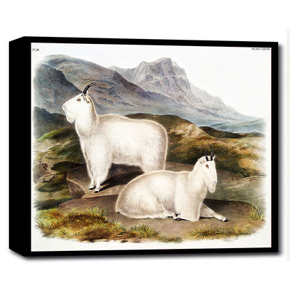 A printed art piece featuring two mountain goats in a natural landscape setting, with a black frame around it.