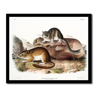 Rocky Mountain Sheep by John J. Audubon