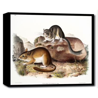 Rocky Mountain Neotoma by John J. Audubon