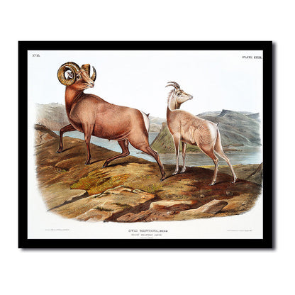Say's Squirrel by John J. Audubon