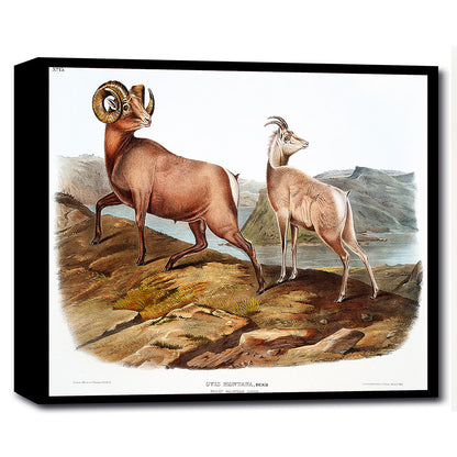 Rocky Mountain Sheep by John J. Audubon