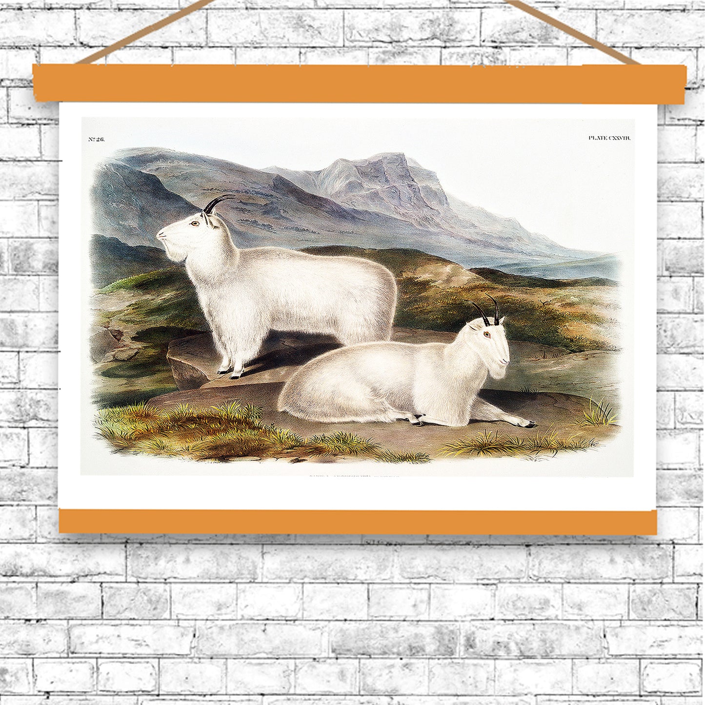 Rocky Mountain Goat by John J. Audubon