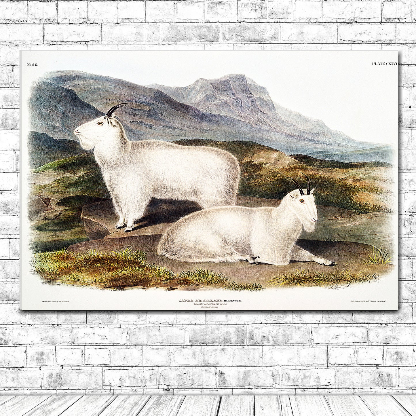 Rocky Mountain Goat by John J. Audubon