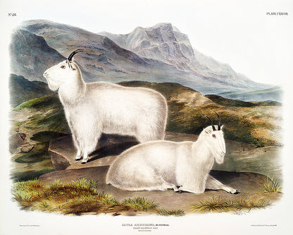 A printed art piece featuring two mountain goats in a natural landscape setting, with a black frame around it.