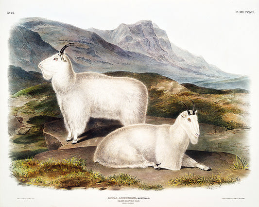 A printed art piece featuring two mountain goats in a natural landscape setting, with a black frame around it.