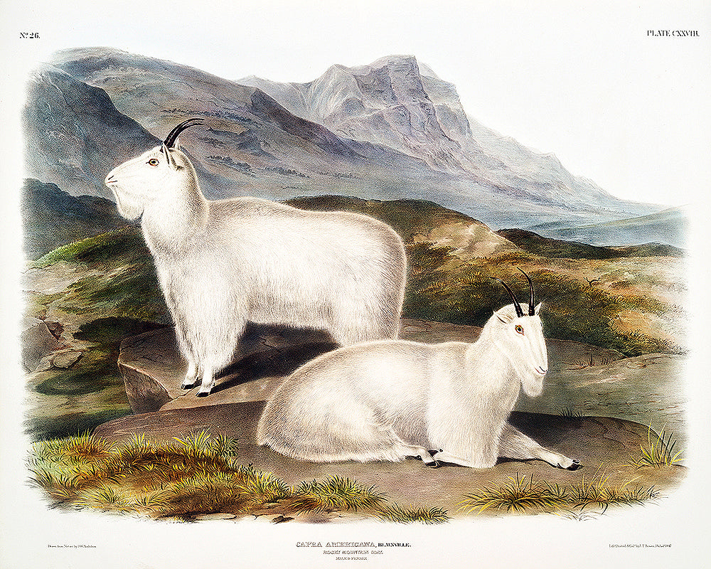 Rocky Mountain Goat by John J. Audubon