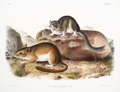 A color illustration of two small mammals on a naturalistic background, depicting detailed fur textures and natural colors.